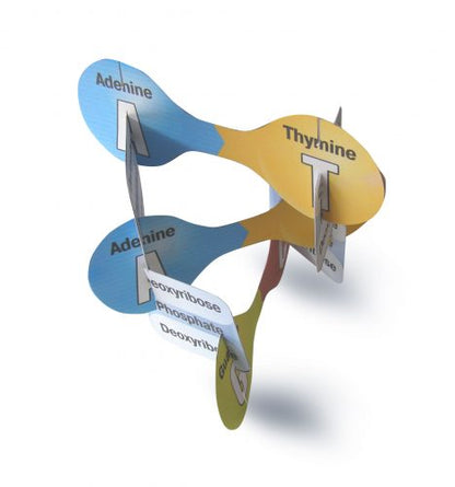 DNA - Build Your Own Double Helix - Paper Model Project Kit